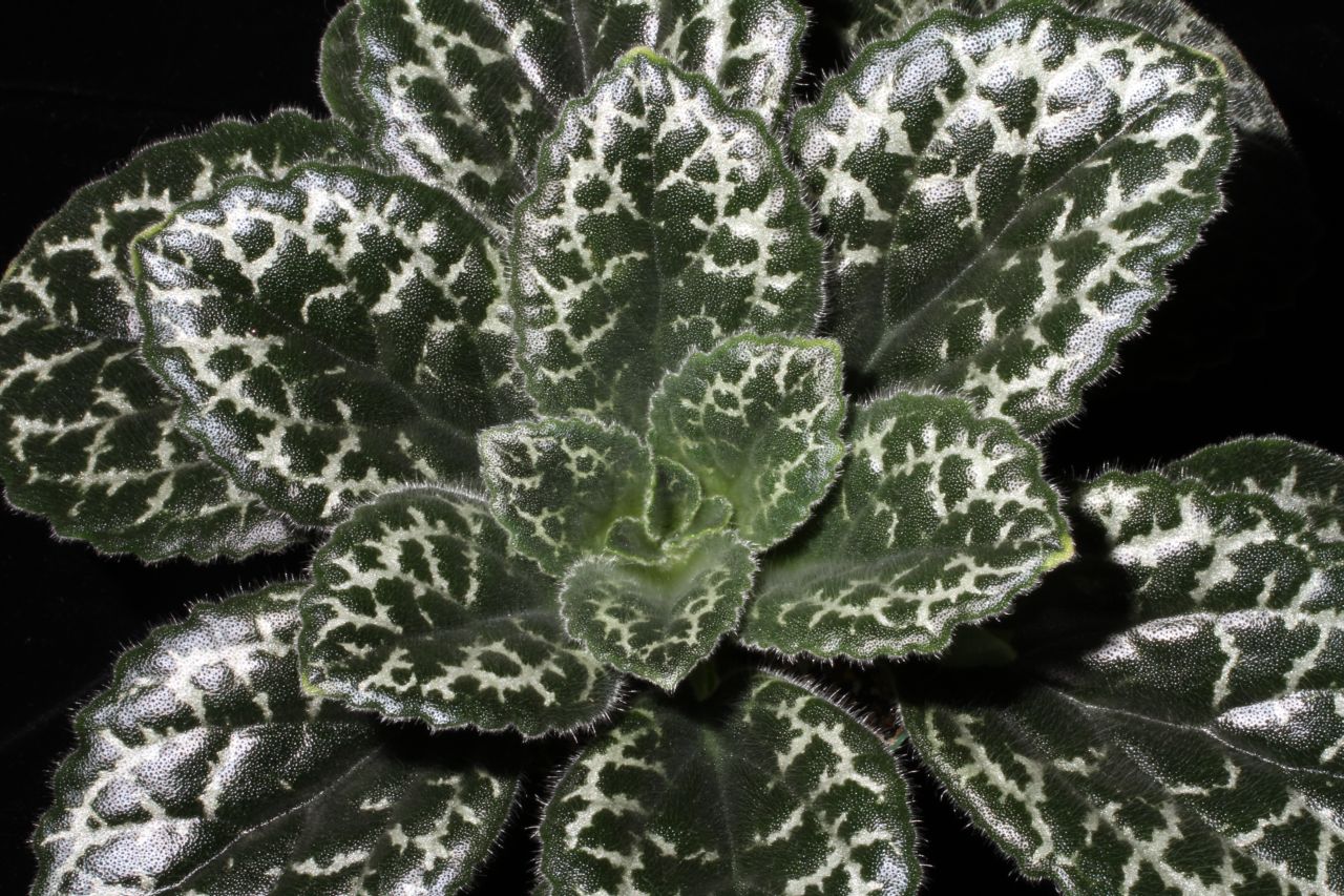 Best grown for ornamental qualities